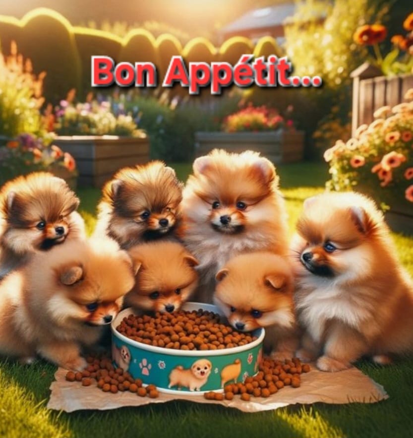 Voeding Pomeranian Pomeriaan.jpg